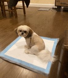 Shi Tzu GIFs